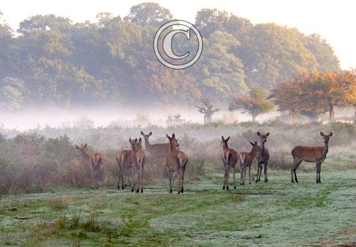 Red Hinds and Calves in the Mist